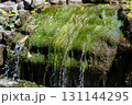 Flowing water over moss-covered rocks in a serene natural landscape with vibrant greenery 131144295