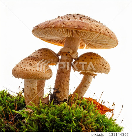Cluster of Brown Mushrooms on Green Moss Against White Backdrop 131144595