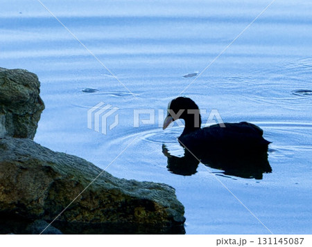A Eurasian coot swims in a freshwater pond in a public park. Waterfowl in the wild. 131145087