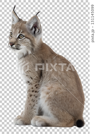 Lynx sitting majestically isolated on transparent background, wild cat with tufted ears and piercing eyes 131145099