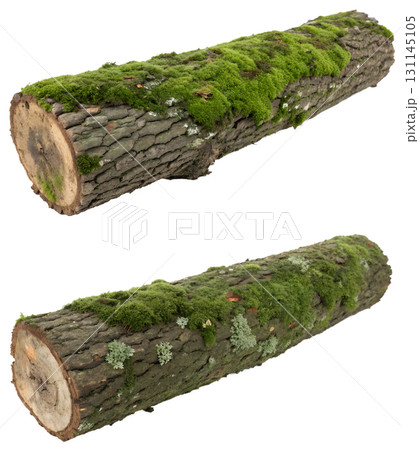 Moss-covered tree trunk isolated on transparent background, lush green growth on bark, woodland ecosystem detail 131145105
