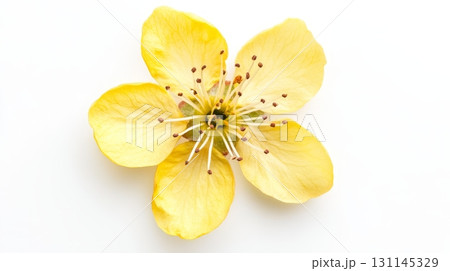 Fresh yellow apricot blossom displayed from above, highlighting its soft petals and unique structure, perfect for nature lovers and enthusiasts 131145329