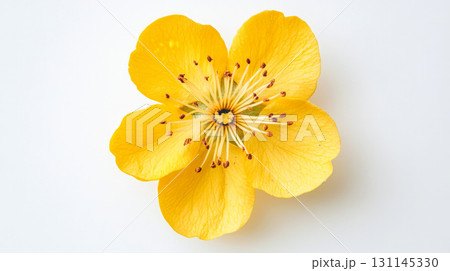 Vibrant yellow apricot blossom showcases its delicate petals and intricate center, highlighting nature s beauty in spring 131145330