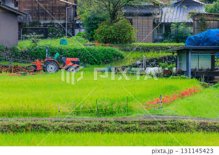 番所の棚田の田園風景と彼岸花　熊本県山鹿市 131145423