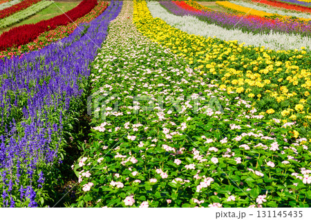 カラフルな花の丘　やくらいガーデン絶景　宮城県 131145435