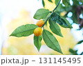 金柑のなる枝 131145495
