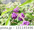 熟したコムラサキの実  131145496