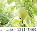 かりんの実 131145499