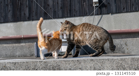 寄り添う猫の親子 寄り添う猫の親子 131145510