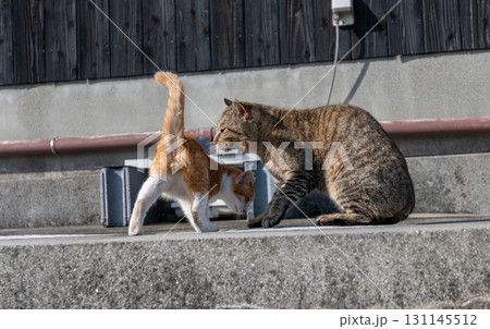 寄り添う猫の親子 131145512