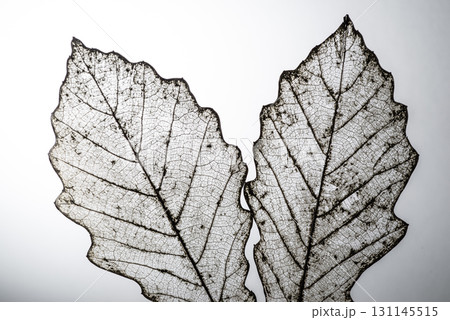美しい白い葉脈　スケルトンリーフ 131145515