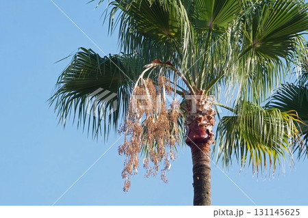 ワシントンヤシ・2025年9月 131145625