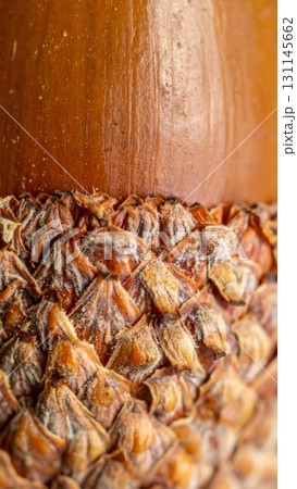 Detailed Macro Shot of an Acorn Featuring its Textured Cupule and Smooth Cap in Natural Light 131145662