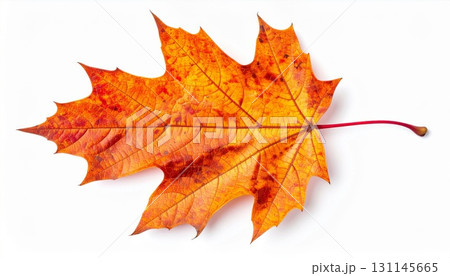 Close Up Vivid Orange and Yellow Maple Leaf Exhibiting Autumn Colors Isolated on White Backdrop 131145665