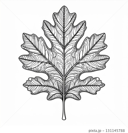 Detailed Monochrome Drawing of an Oak Leaf with Intricate Veins on White Background Detailed Monochrome Drawing of an Oak Leaf with Intricate Veins on White Background 131145788