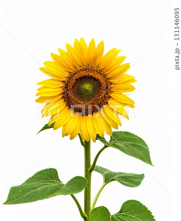 Vibrant Sunflower Blossom with Yellow Petals and Green Leaves Isolated on White 131146095