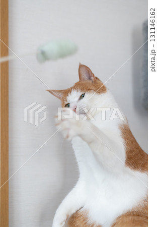 おもちゃで遊ぶ猫　茶トラ白 131146162