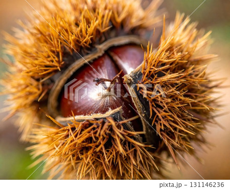 Close Up of a Ripe Chestnut with Spiky Shell and Brown Seed in Macro Detail 131146236