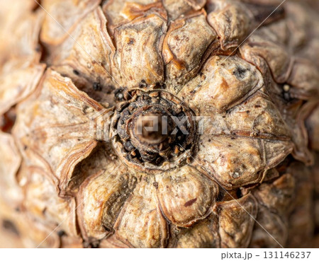 Detailed Macro Shot of a Pinecone with Brown Scales and Circular Pattern 131146237