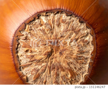 Detailed Close Up of a Hazelnut Shell Texture Rich Brown and Tan Colors 131146247