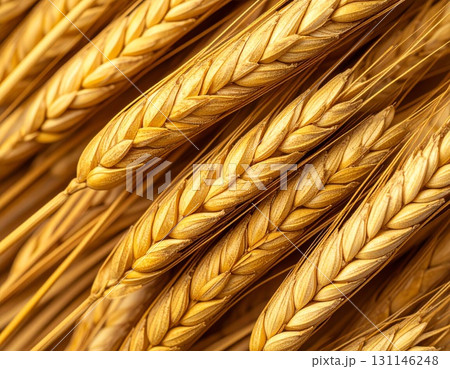Close Up Golden Wheat Stalks Overhead Macro Detailed Still Life with Full Frame Studio Shot 131146248