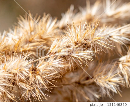 Macro Shot of Dried Golden Wheat Stalks in Sunlight Detailed Close Up Background 131146250