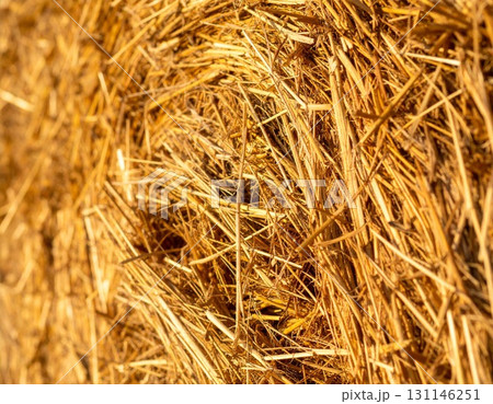 Close up of Golden Straw Hay Bale Agriculture and Farming in Sunlight with Warm Tone 131146251
