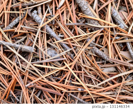 Dry Brown Pine Needles and Twigs Covering Forest Floor in Close Up Nature Scenery 131146334