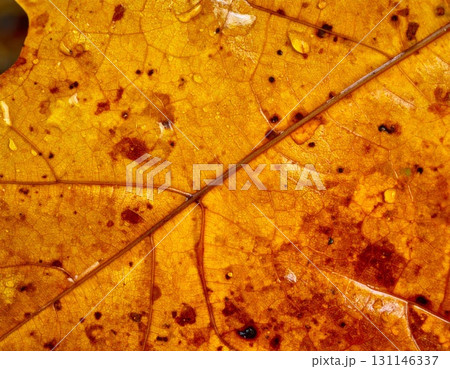 Macro Shot of an Decaying Yellow and Brown Autumnal Oak Leaf with Detailed Veins 131146337