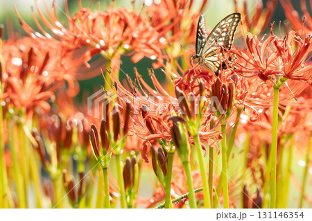 水本公園の咲き始めの彼岸花 水本公園の咲き始めの彼岸花 131146354