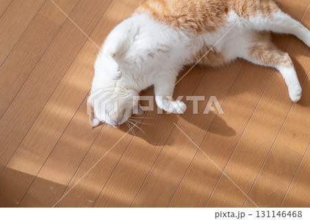 寝そべってくつろぐ可愛い猫 茶トラ白 寝そべってくつろぐ可愛い猫 茶トラ白 131146468