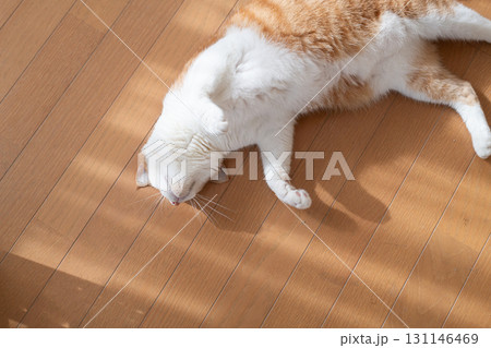 寝そべってくつろぐ可愛い猫　茶トラ白 131146469