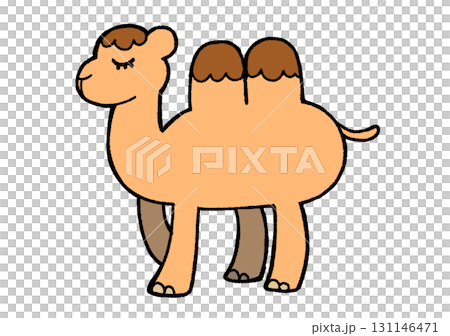 camel 131146471