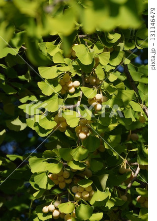 少し黄色く色づいてきたギンナンの実・2025年9月 131146479