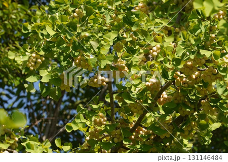 少し黄色く色づいてきたギンナンの実・2025年9月 少し黄色く色づいてきたギンナンの実・2025年9月 131146484