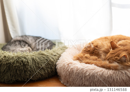 窓辺でくつろぐ二匹の猫 131146588