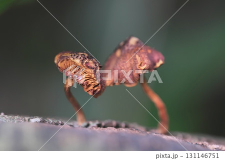 森の中の小さなキノコ 森の中の小さなキノコ 131146751