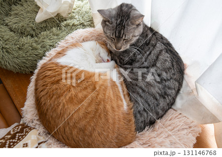 窓辺で眠る二匹の猫 131146768