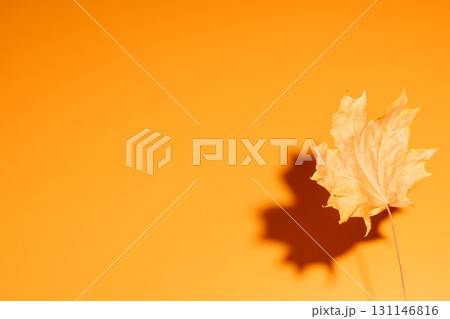 Maple leaf with shadow on orange, copy space 131146816