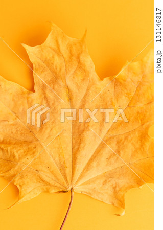 Yellow maple leaf closeup texture on orange, macro Yellow maple leaf closeup texture on orange, macro 131146817