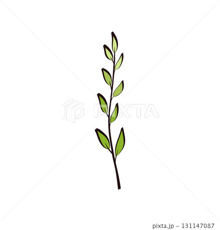 Sprigs of greenery for floral decoration 131147087