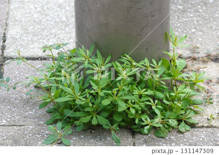 クルマハザクロソウの小さい花・2025年㋆ 131147309