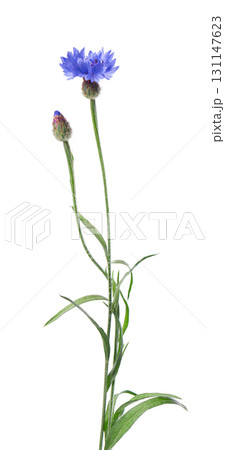Blue Cornflower isolated on white background. Centaurea cyanus or bachelor's button flowers. 131147623