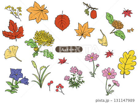 秋の草花のシンプル着彩スケッチセット 131147989