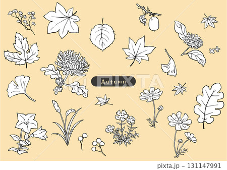 秋の草花のシンプルモノクロスケッチセット 131147991
