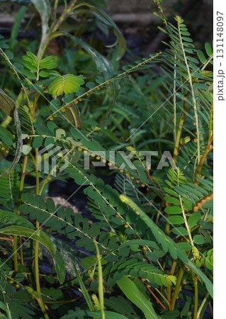 赤みがかってきたコミカンソウの実・2025年㋇　 131148097