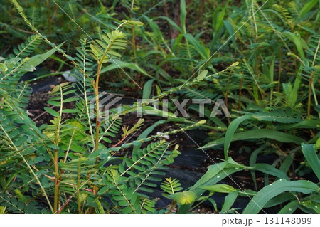 赤みがかってきたコミカンソウの実・2025年㋇　 131148099