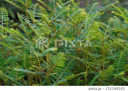 赤みがかってきたコミカンソウの実・2025年㋇ 赤みがかってきたコミカンソウの実・2025年㋇ 131148103