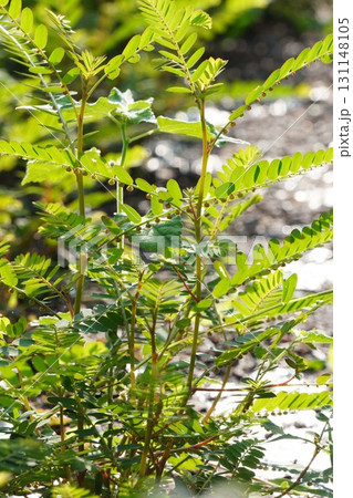 赤みがかってきたコミカンソウの実・2025年㋇　 131148105