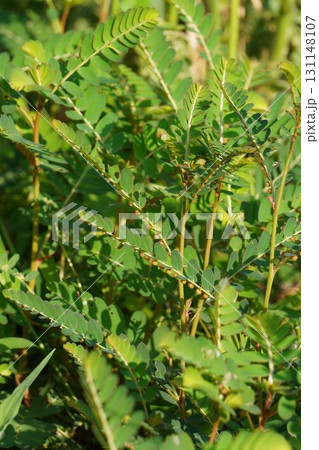 赤みがかってきたコミカンソウの実・2025年㋇　 131148107